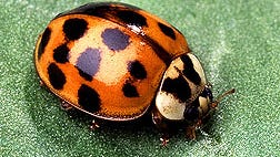 Asian Lady Beetles Are Invasive Insect Bullies That Stink Bite   636586225570111459 Asian Ladybeetle 