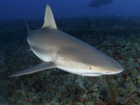 Florida coast prime spot for sharks