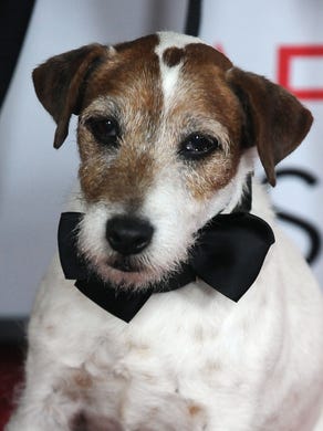 Danish Nude Beach Porn - Uggie, the dog star of 'The Artist,' dies at 13