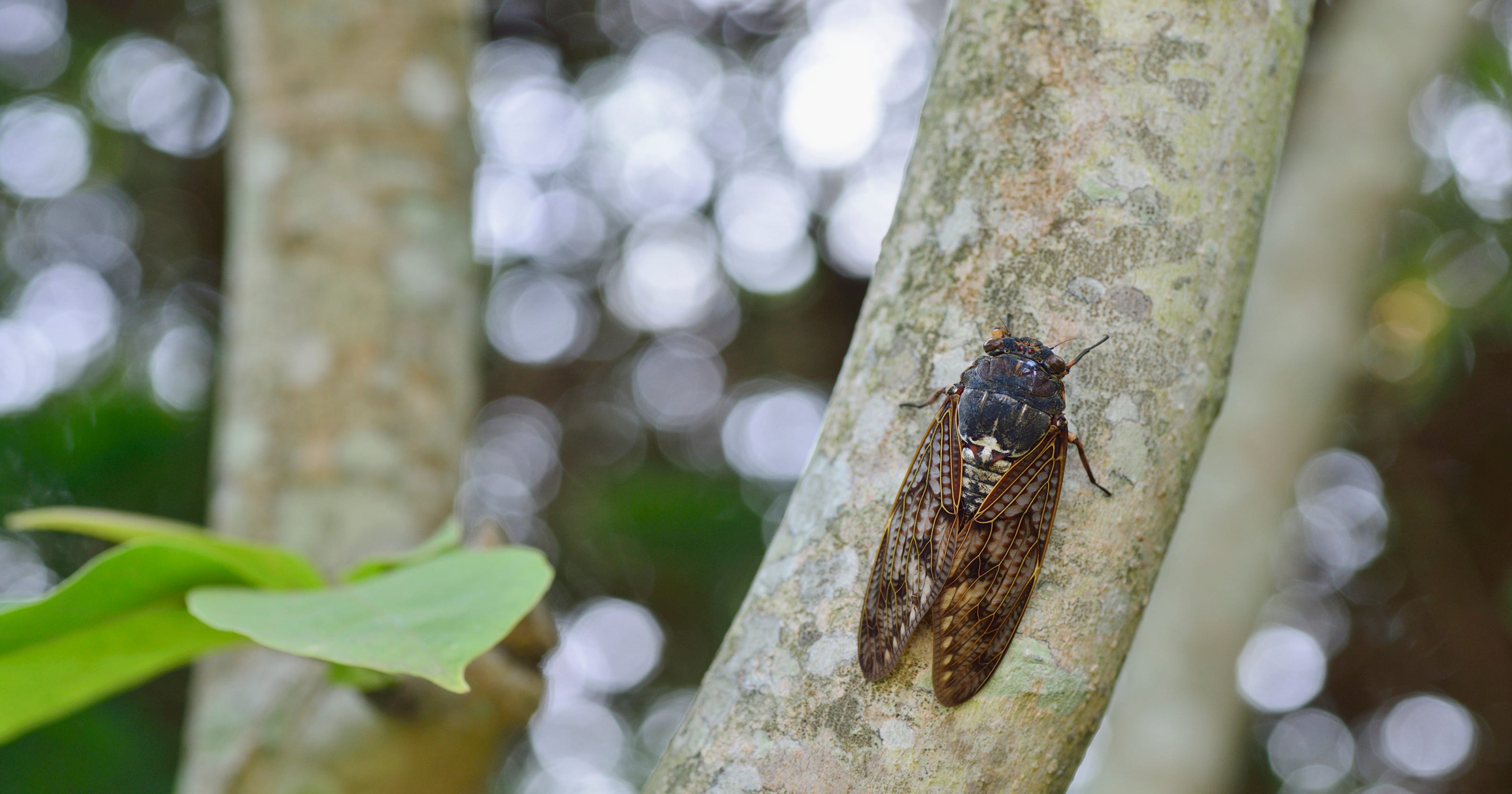 What is that big noisy bug outside?