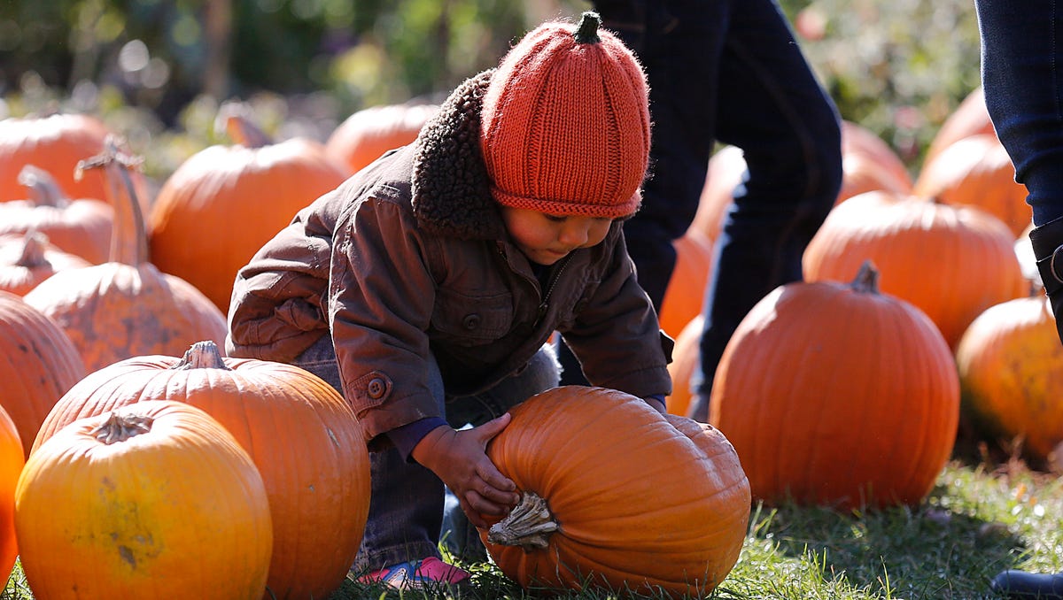 The Little Farmer in Fond du Lac County is open for the 2024 season