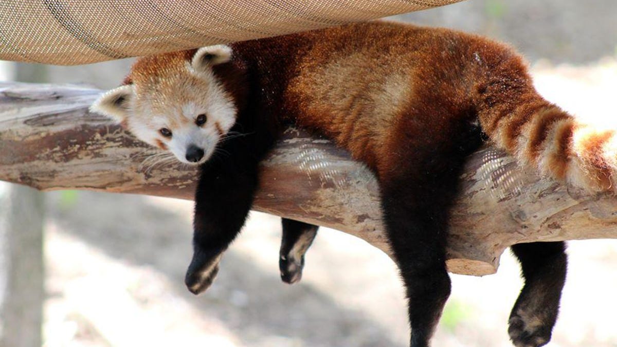3 Red Panda Cubs Born At Grand Rapids Zoo