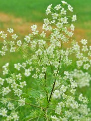 Poison hemlock grows  wild along the side of the road