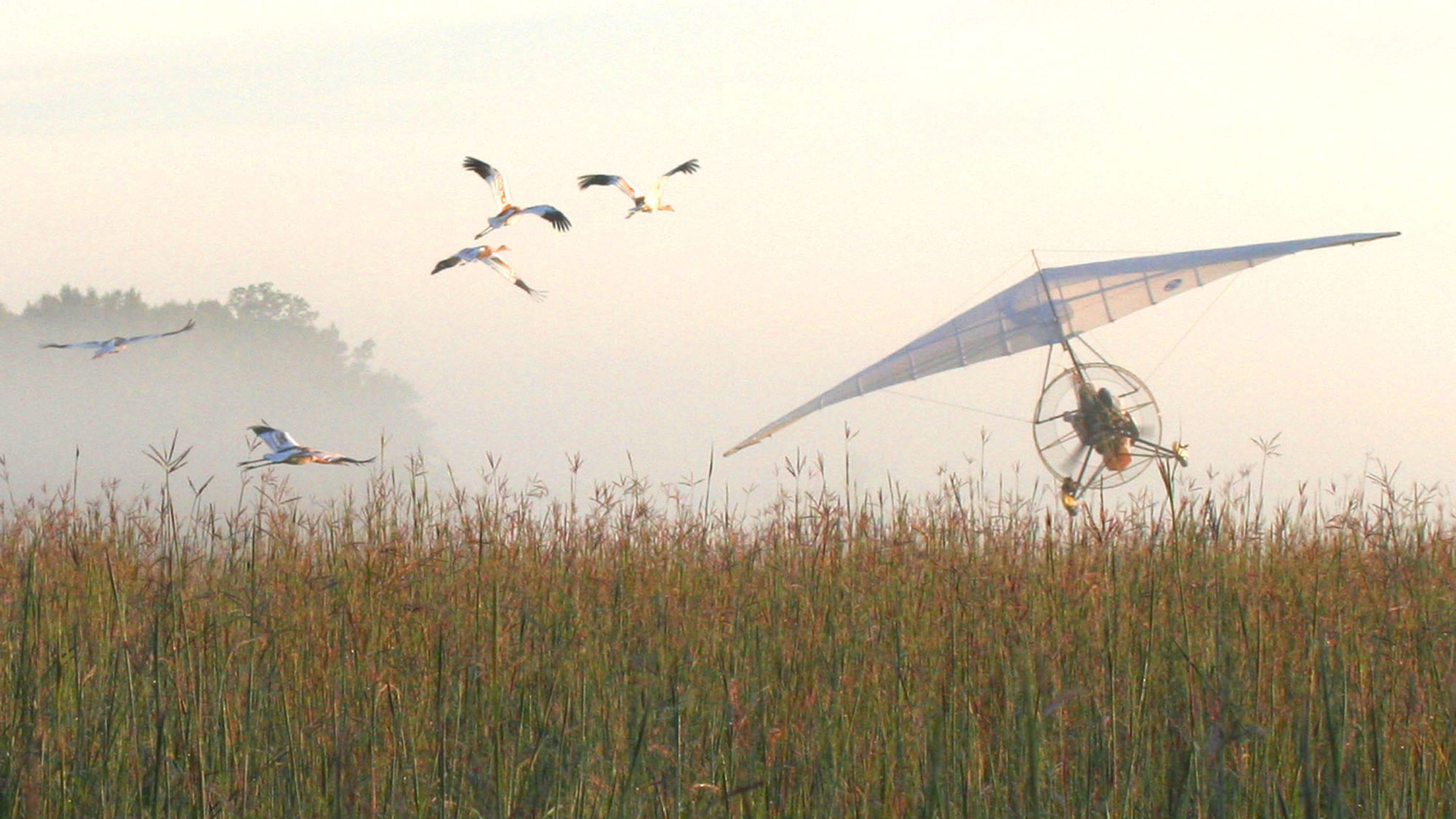 Whooping Crane Festival will celebrate whooping cranes, wildlife