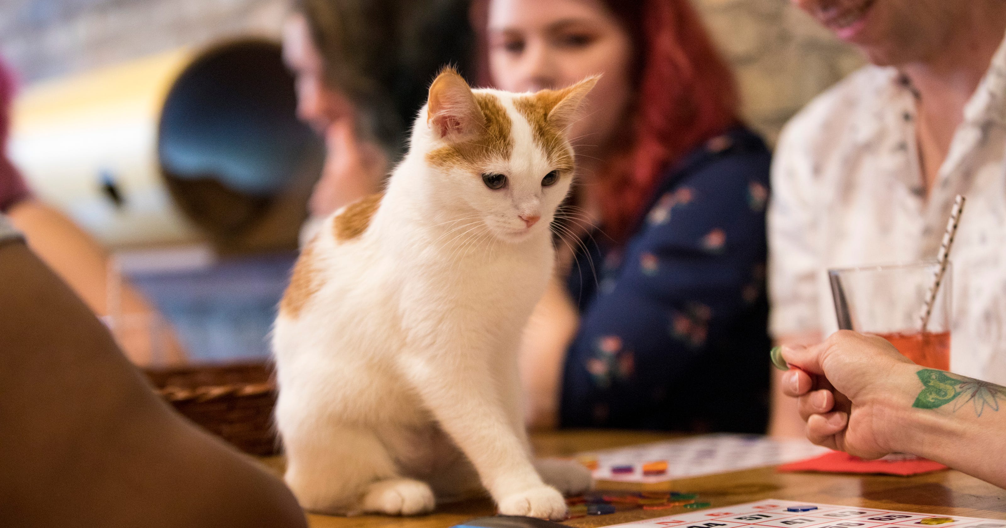 Sip Purr cat  cafe  Milwaukee has events like yoga drag 