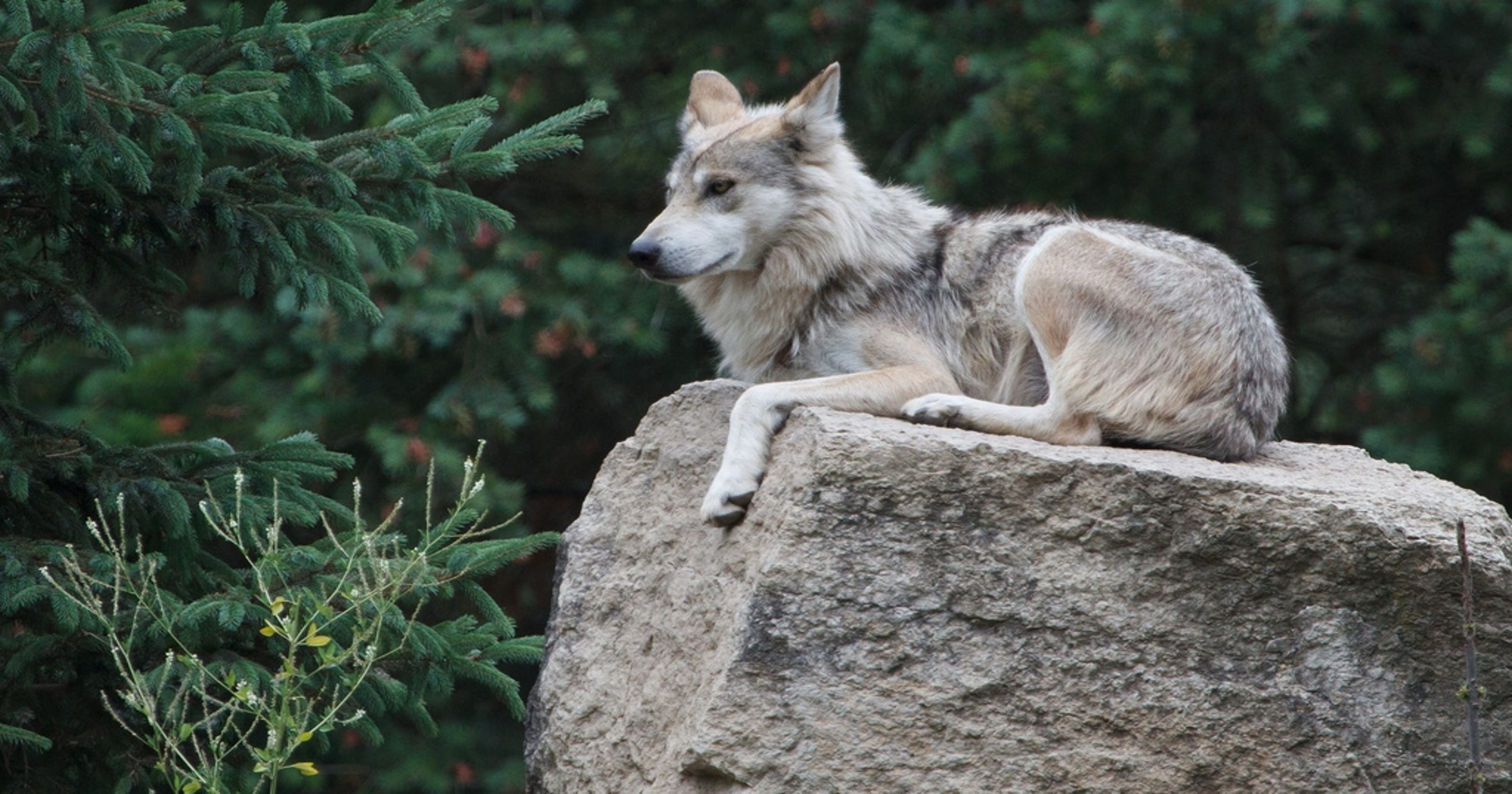 Earth talk: Gray wolf rebounds, but still in peril