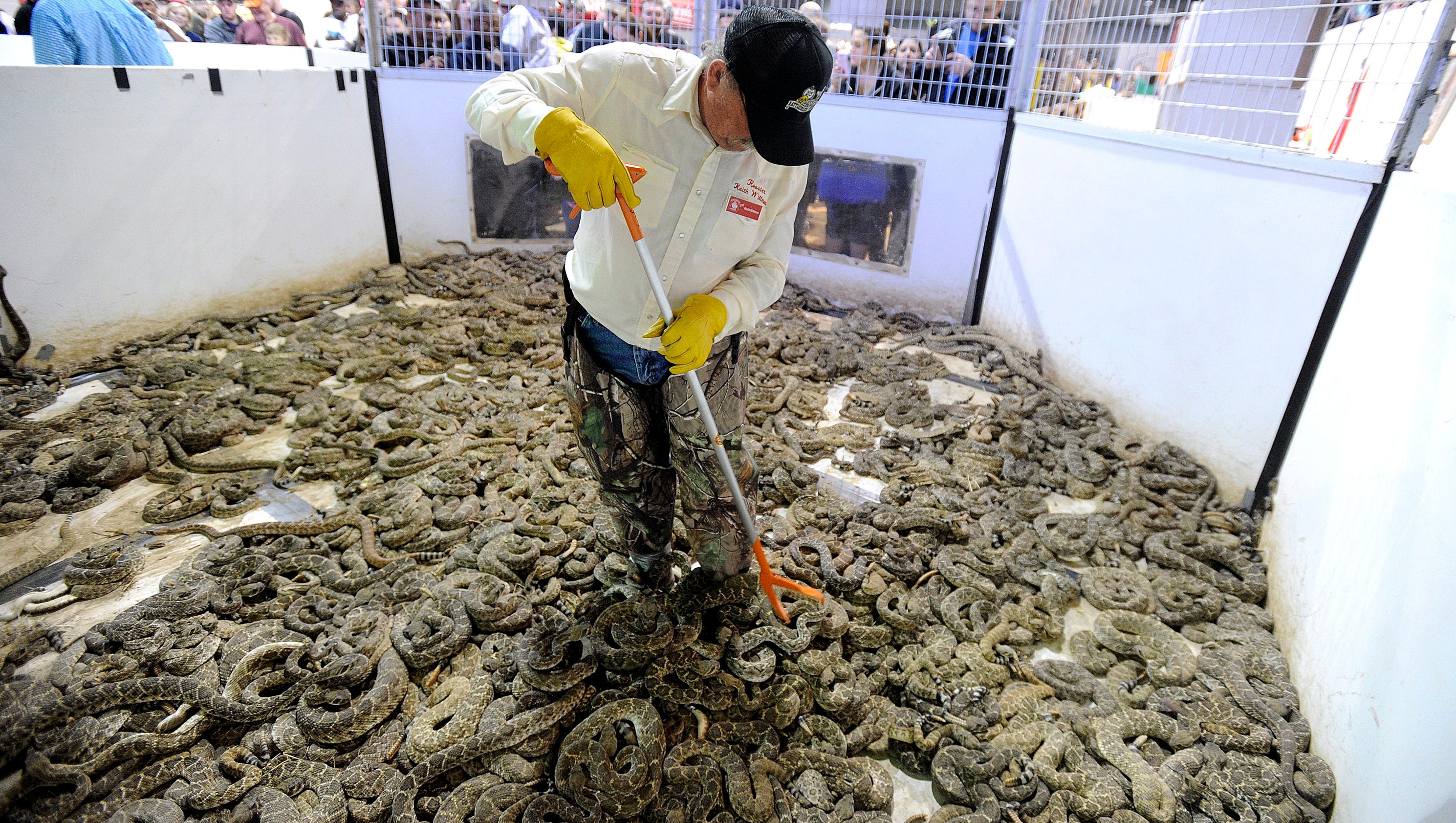 rattlesnake-roundup-caps-snake-pounds-after-record-year