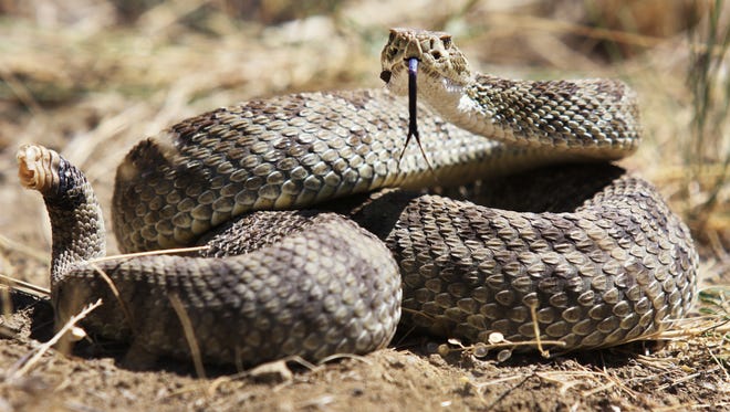 100s of rattlesnakes have been spotted in Central Pa. Here's where:
