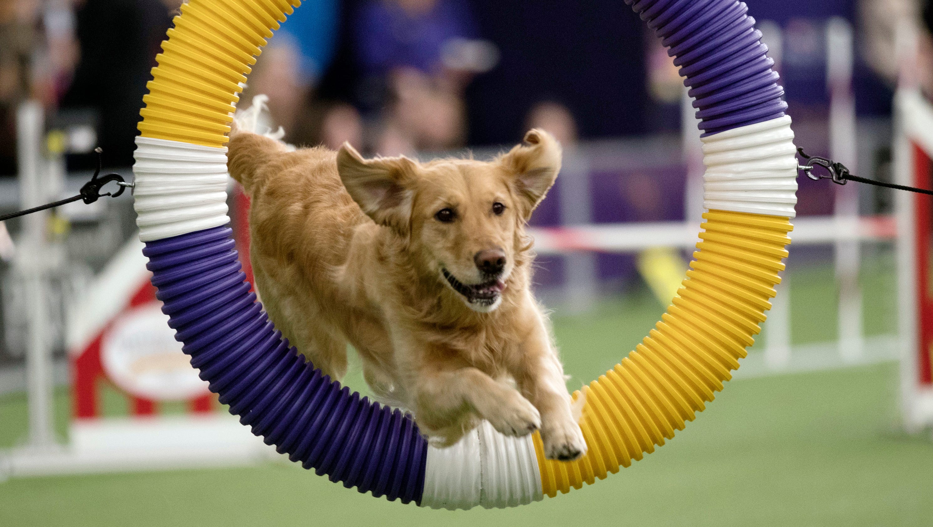 Westminster agility contest Delaware dachshund among 330 dogs competing
