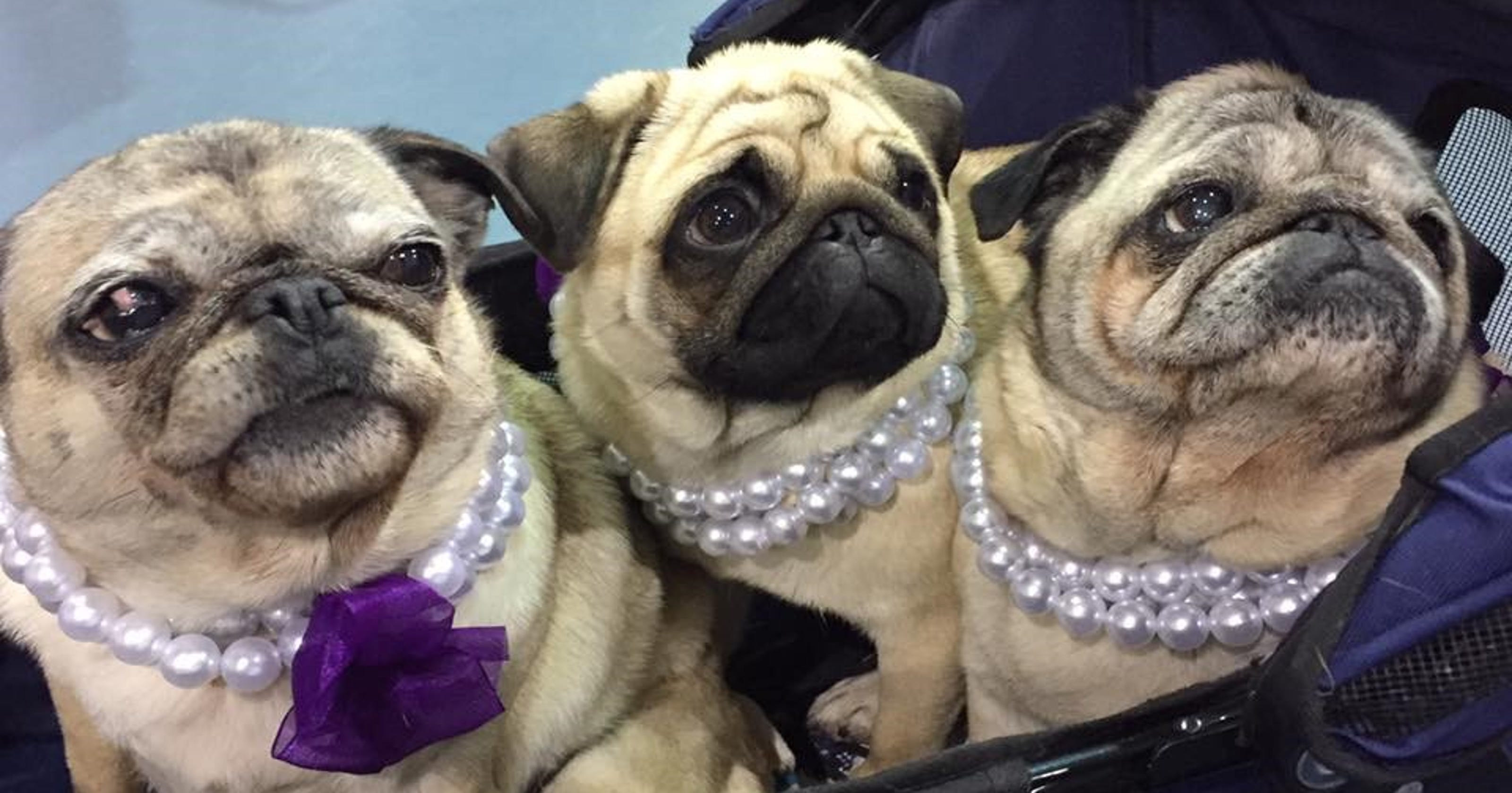 Milwaukee Pug Fest 2019 Pugs in costumes, racing and eating custard