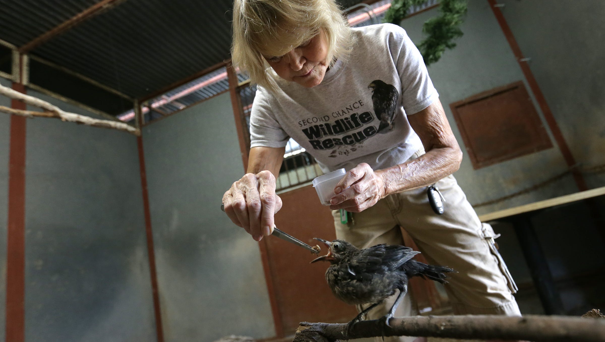 Injured Birds Get Second Chance At New Rehabilitation Sanctuary