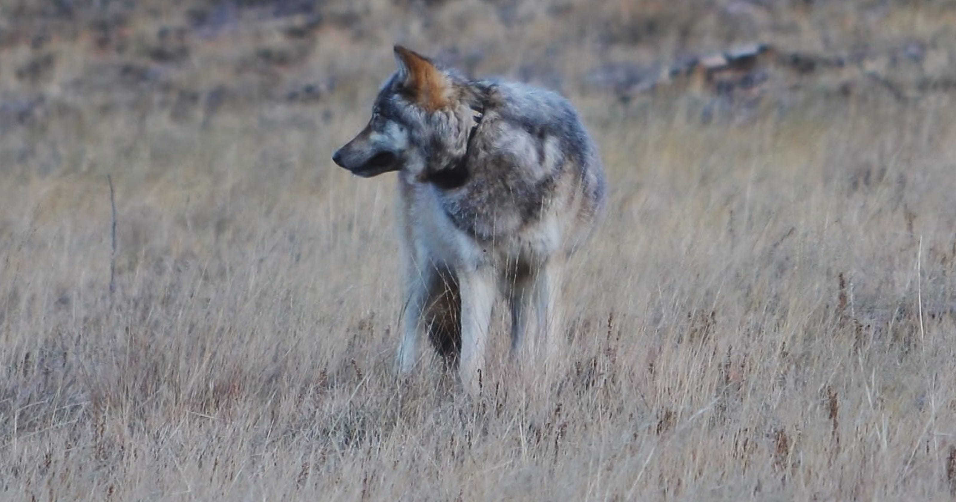 Endangered gray wolf confirmed to be at Grand Canyon