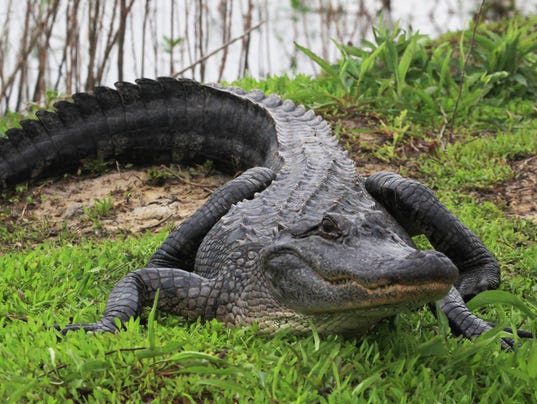 Watch: Cat has close call with alligator