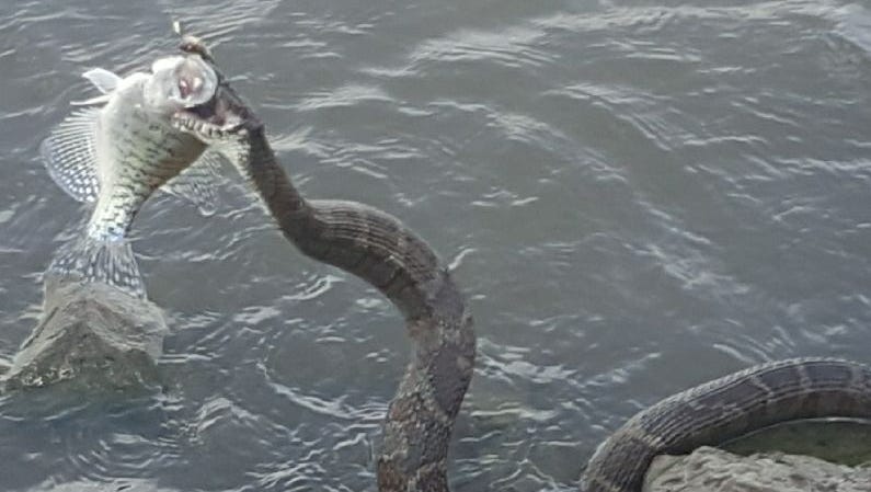 cute harmless snakes in kentucky freshwater