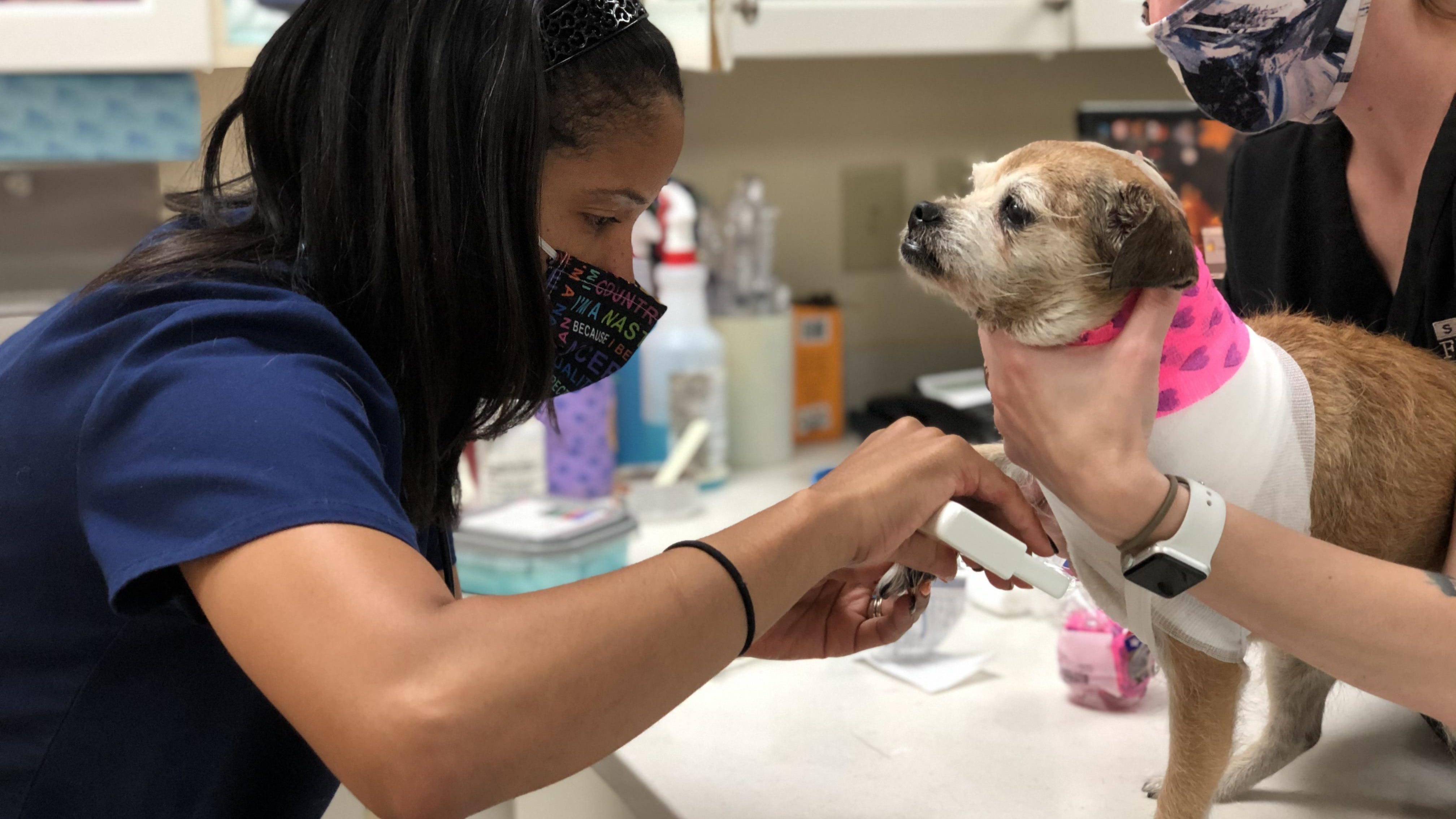 Evans couple starts nonprofit to fight scarcity of minority veterinarians