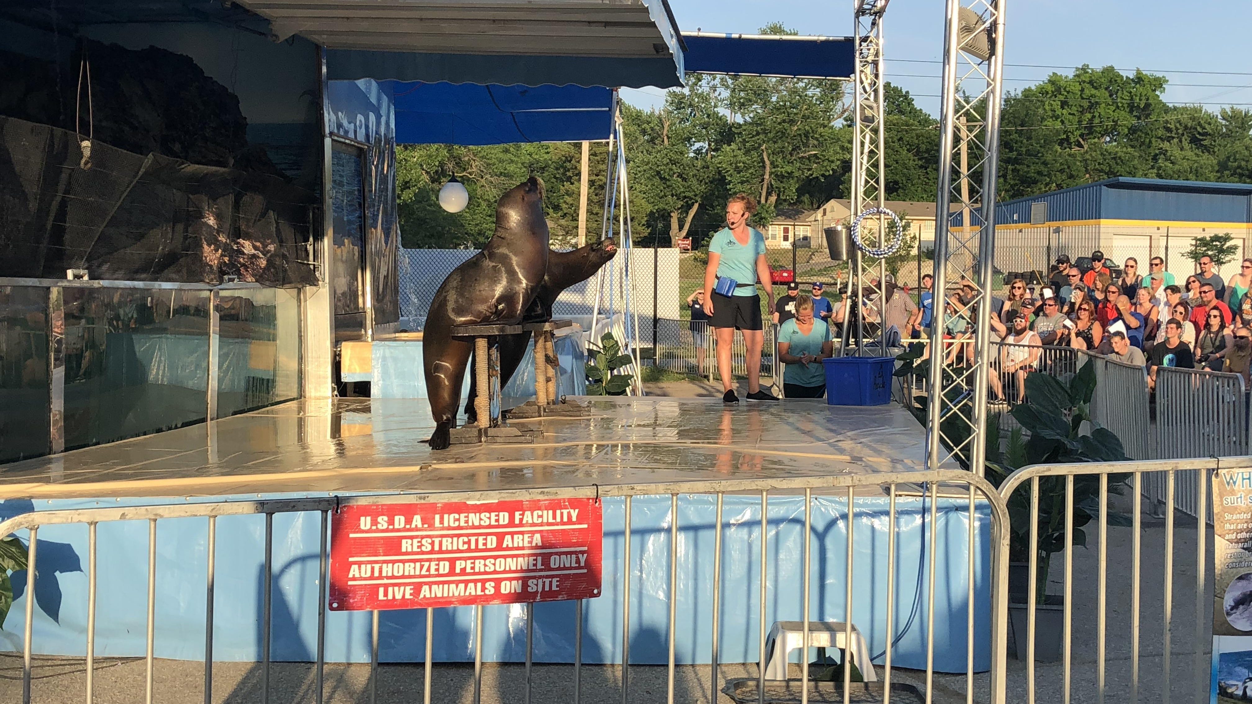 topeka zoo s 2018 lion