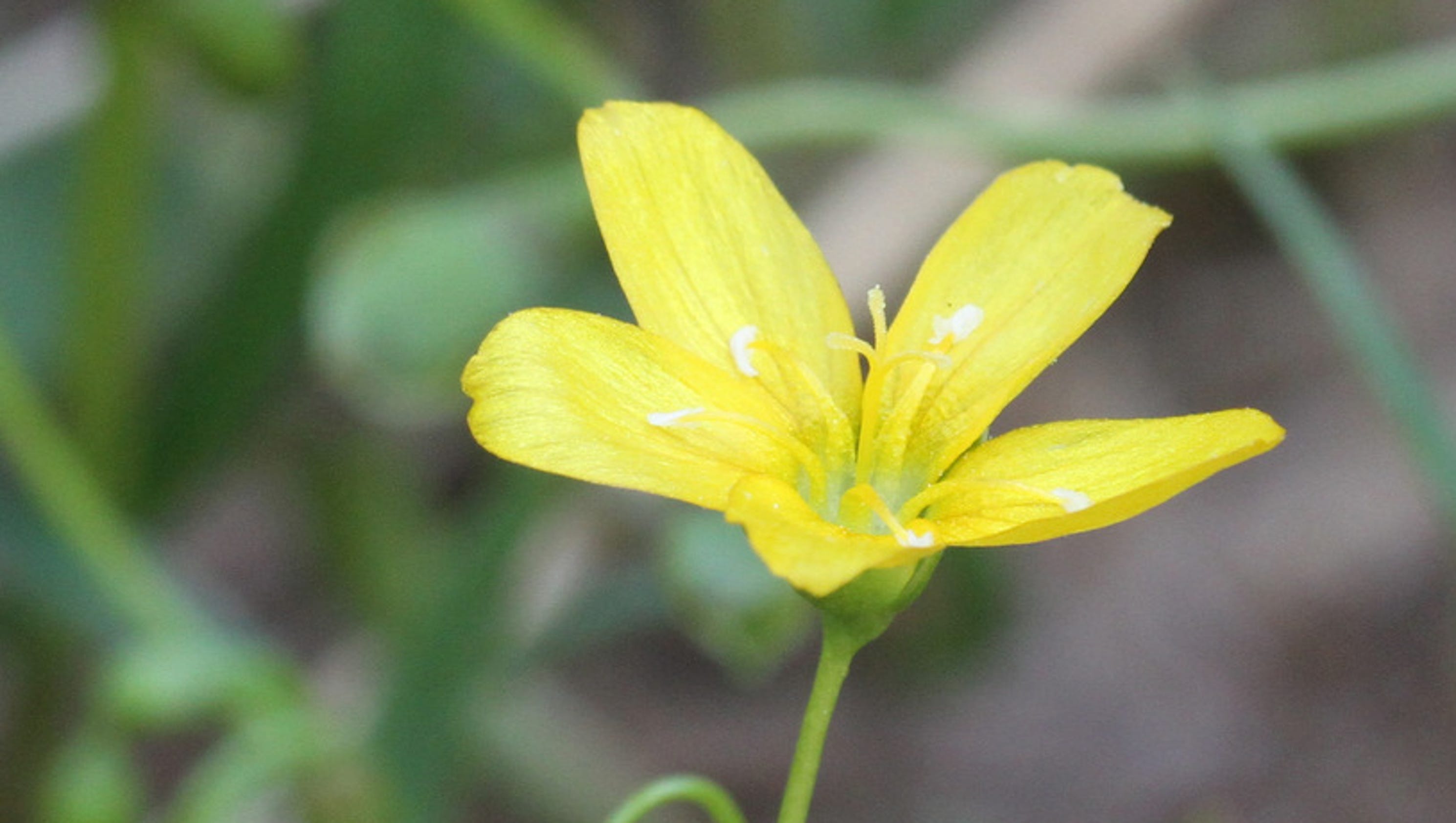 The rare wildflower that only blooms in North Jersey