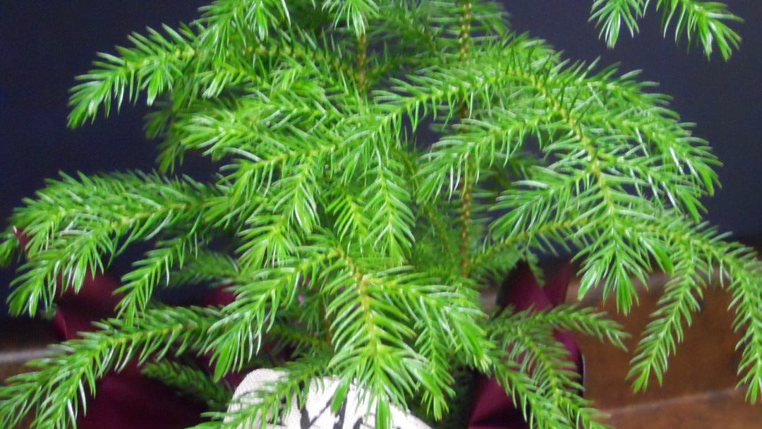 norfolk pine