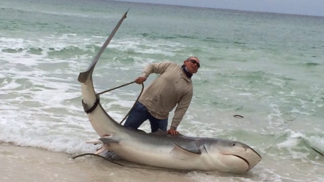 Great White Among The Whoppers Caught On Gulf Coast Beaches
