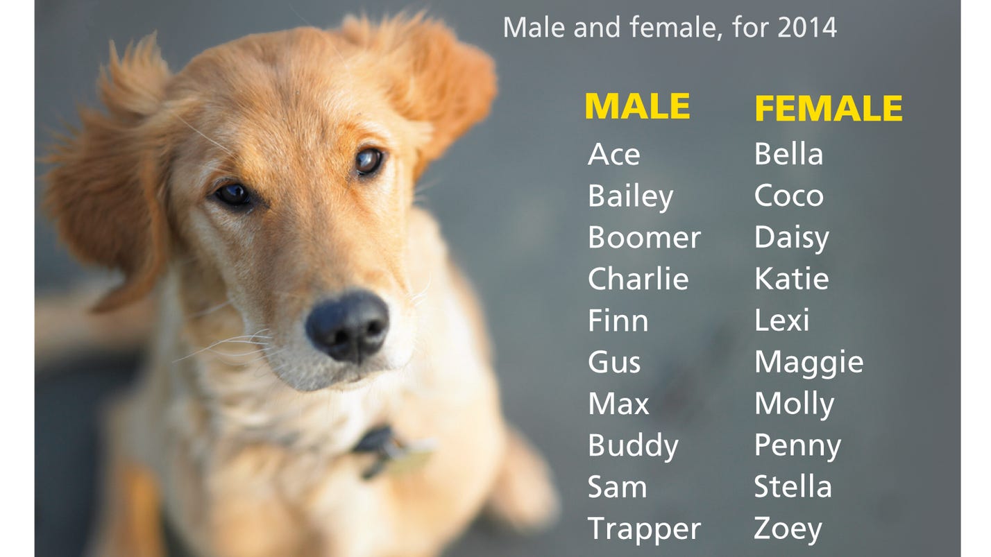 What Is The Most Popular Dog Name In The World