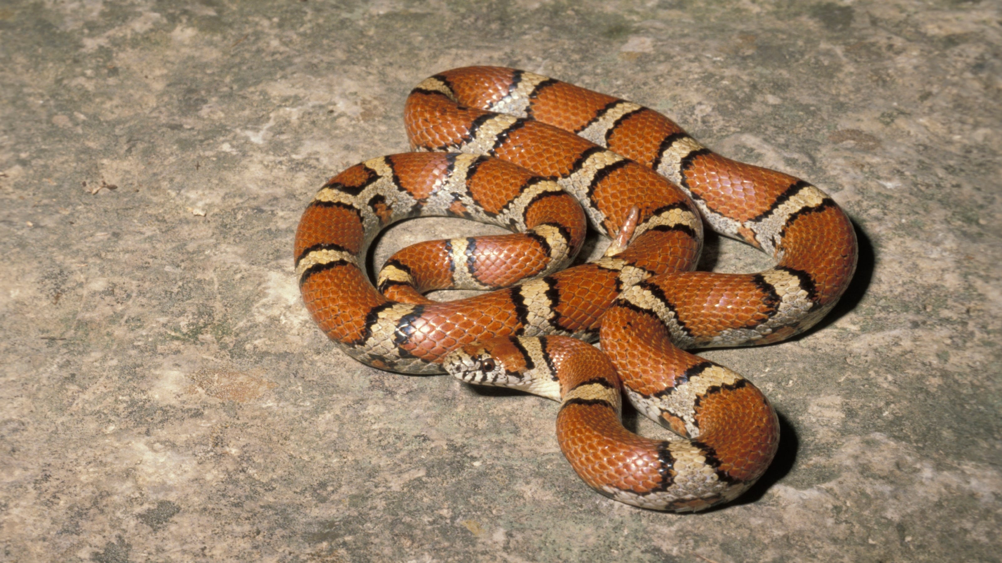 Red milk snake (Lampropeltis triangulum syspila)