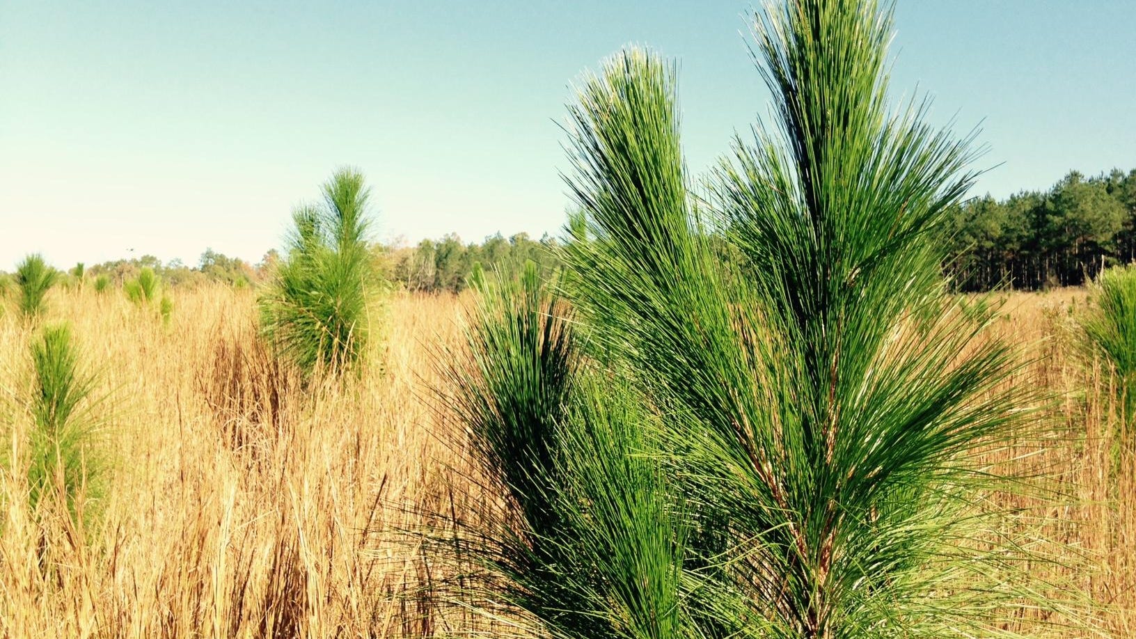 longleaf pine