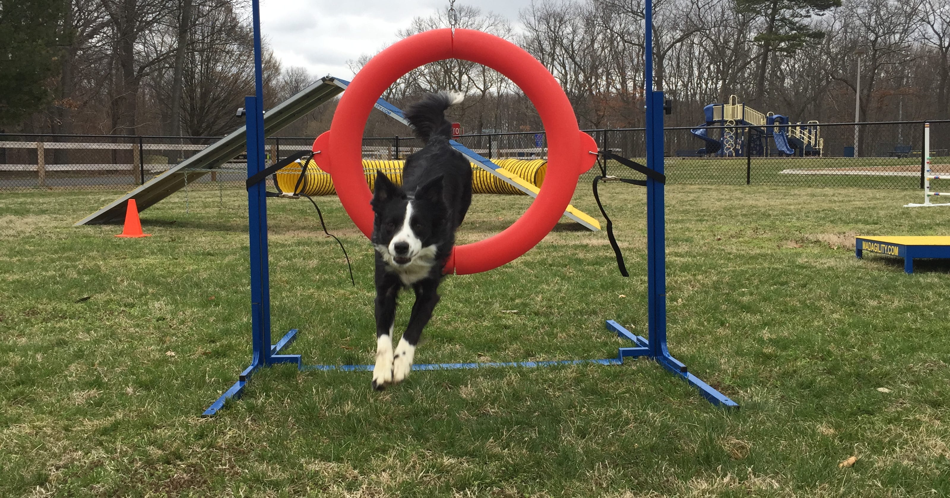 Eatontown's new dog sport agility park