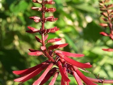 Medicinal Plants In Louisiana