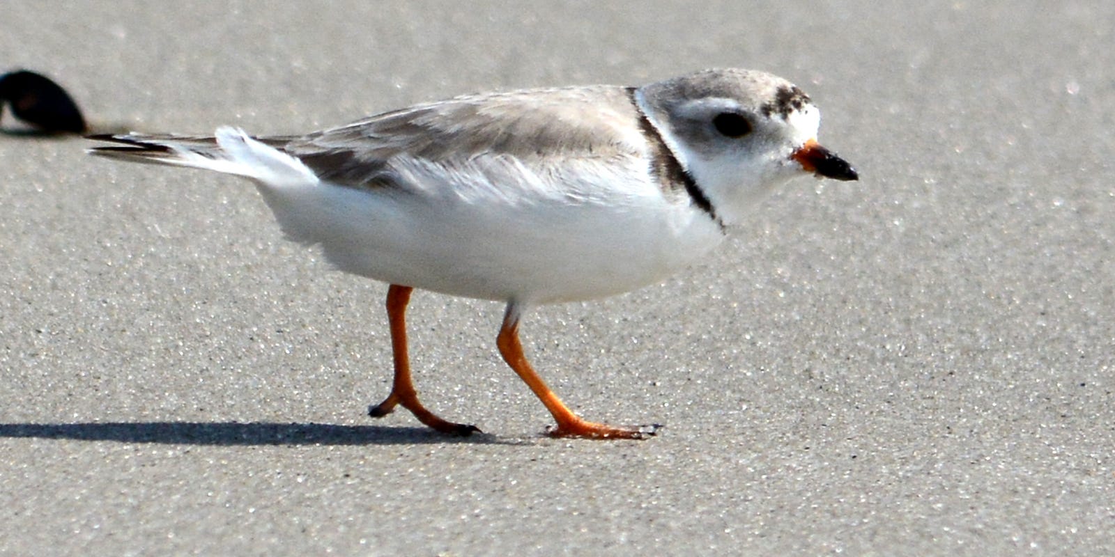 Piping plovers reach record numbers on Atlantic Coast but still low in NJ