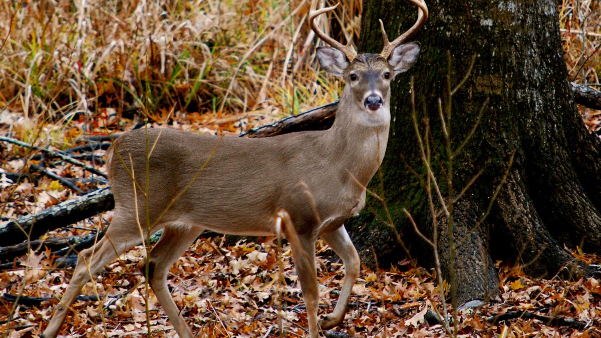 What are the key dates for Alabama 2024-25 hunting season including for deer, turkey and waterfowl