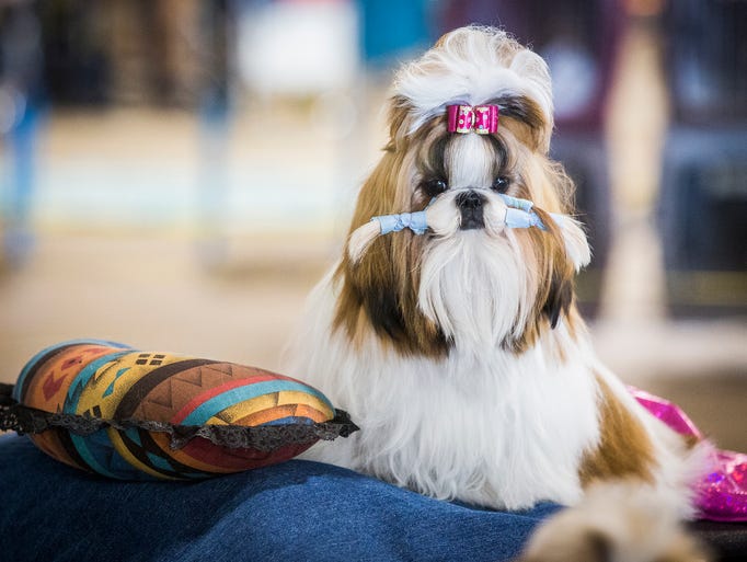 Scenes from the Dog Show at the Delaware County Fairgrounds