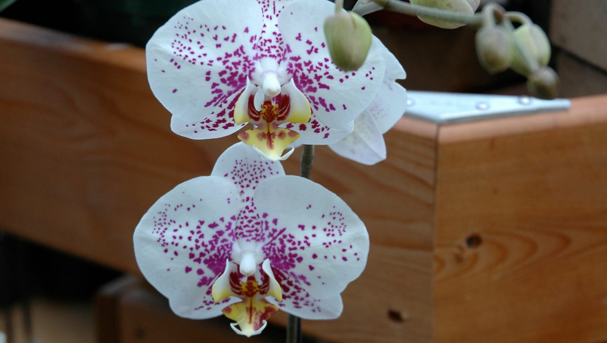 orchid otx