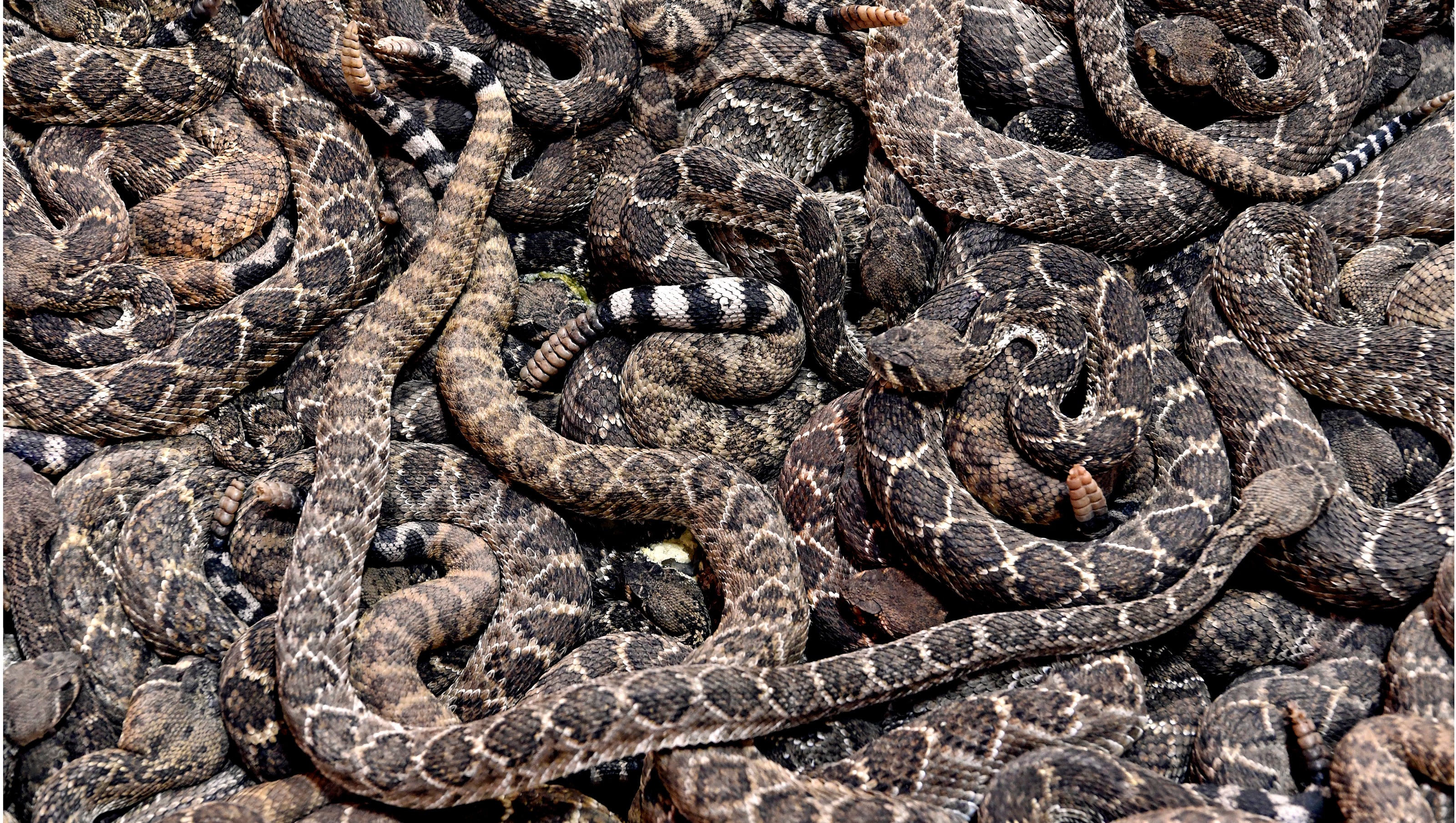 Scenes from the 60th World's Largest Rattlesnake Roundup