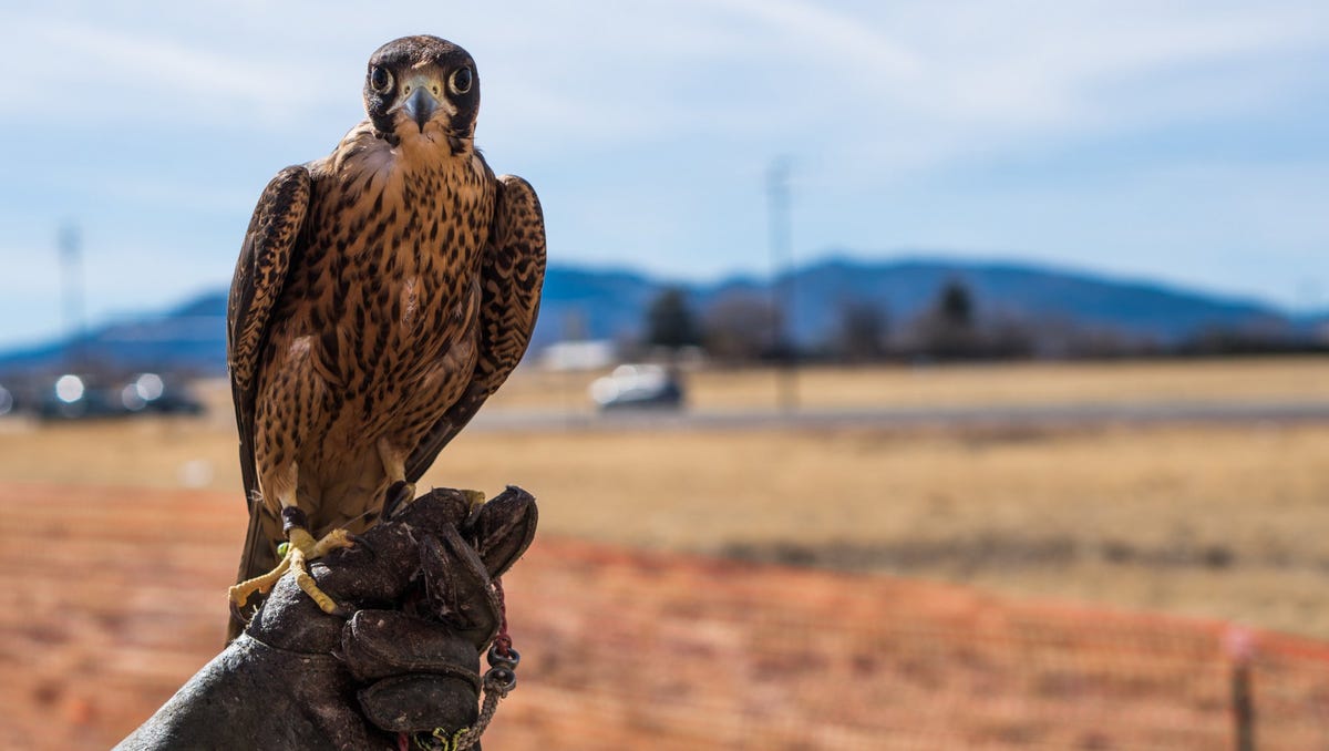 Arizona Falconers Care For Birds Environment