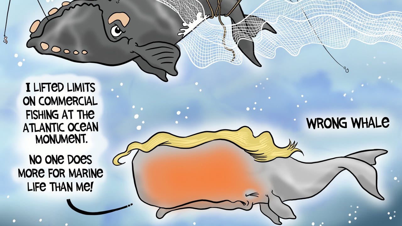 Landgren Cartoon Wrong Whale