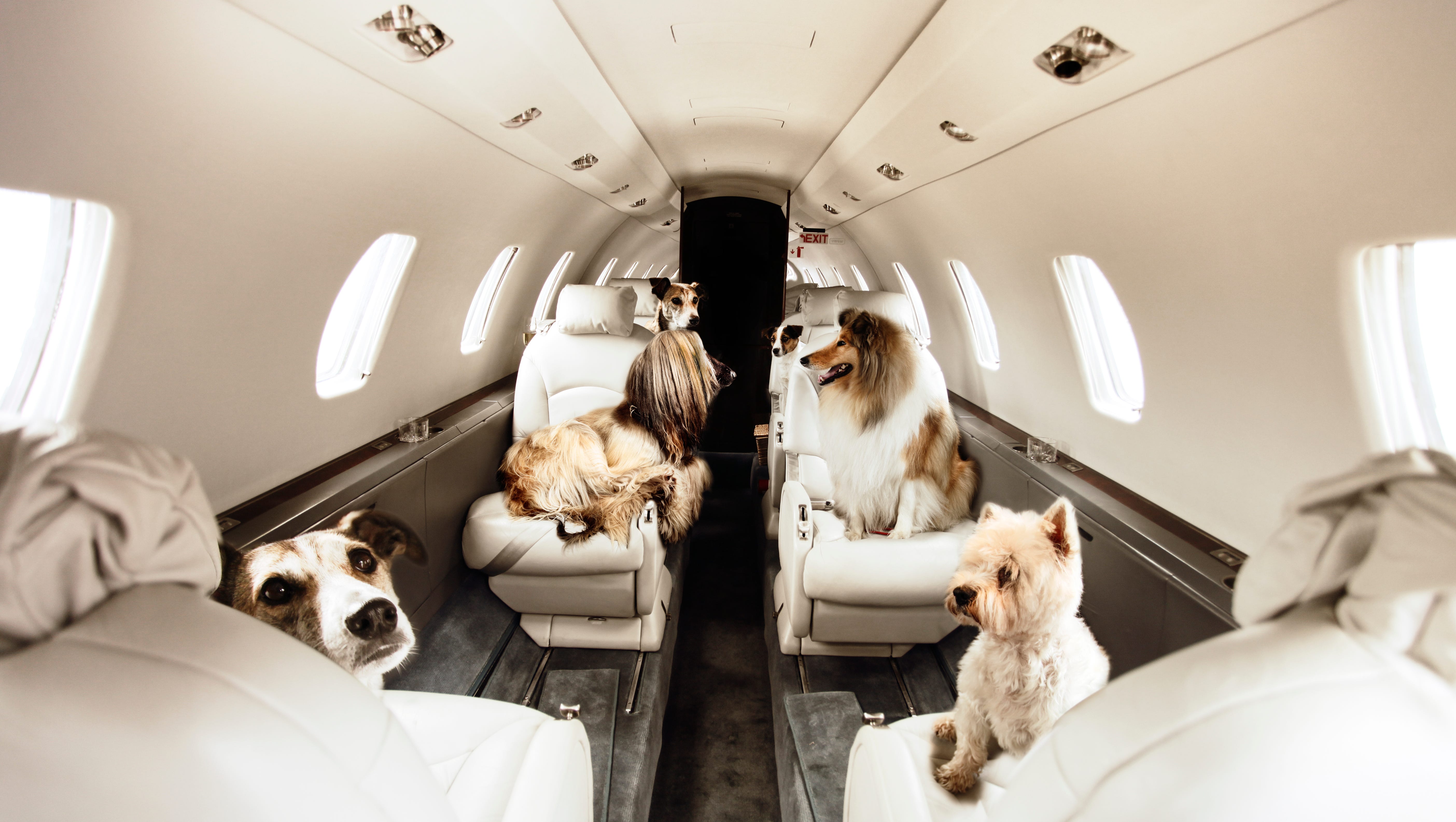 how do you travel with a dog on a plane