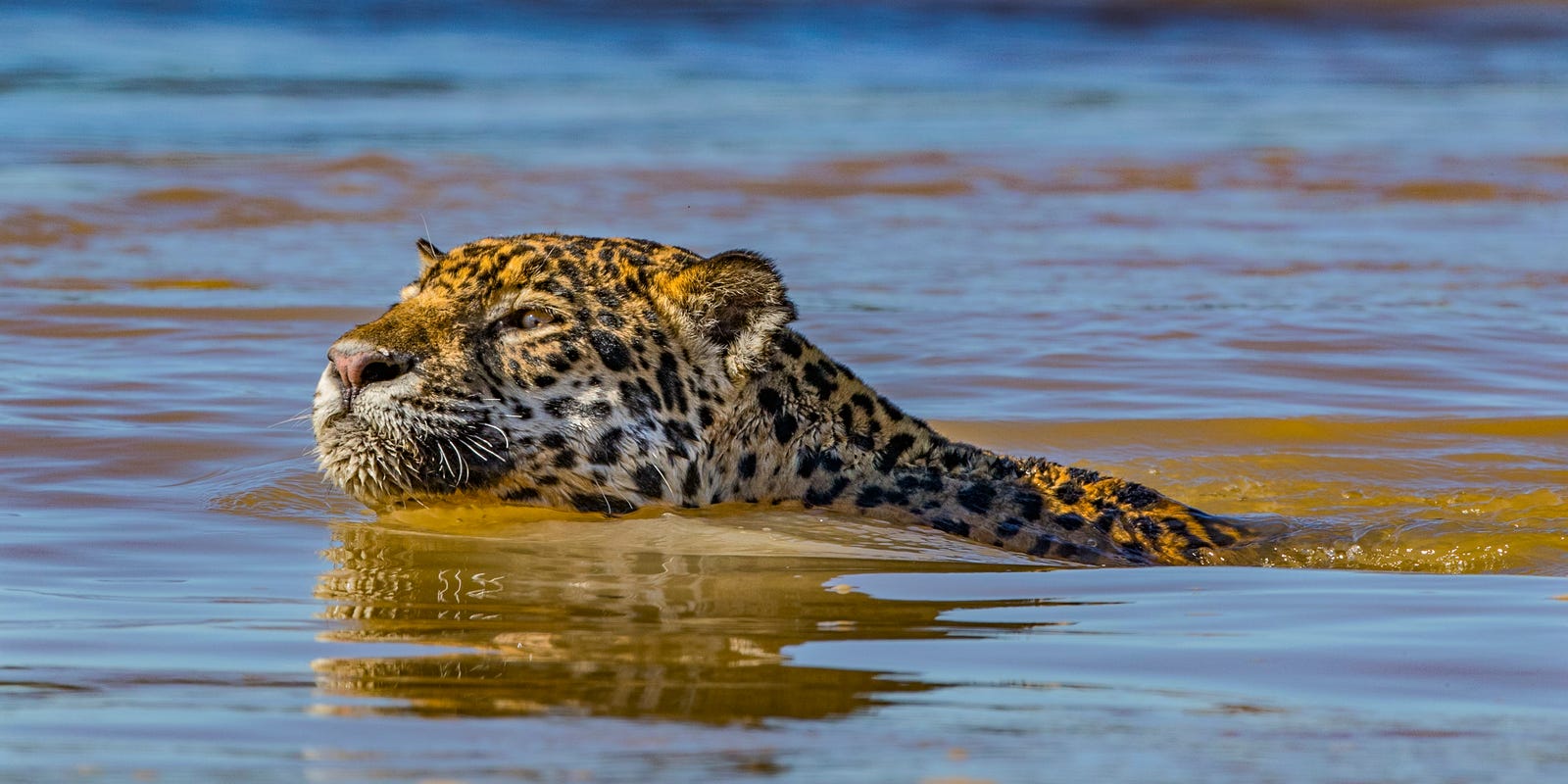Verfijning voorraad Dat Nat Geo Wild: 'Jaguar vs. Croc' is a battle between two predators