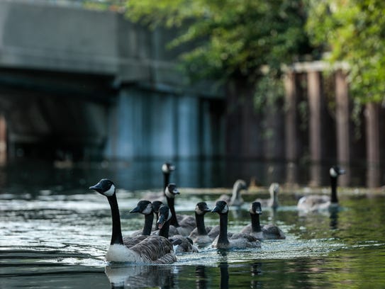 A flock of Canada geese travel through a canal on July