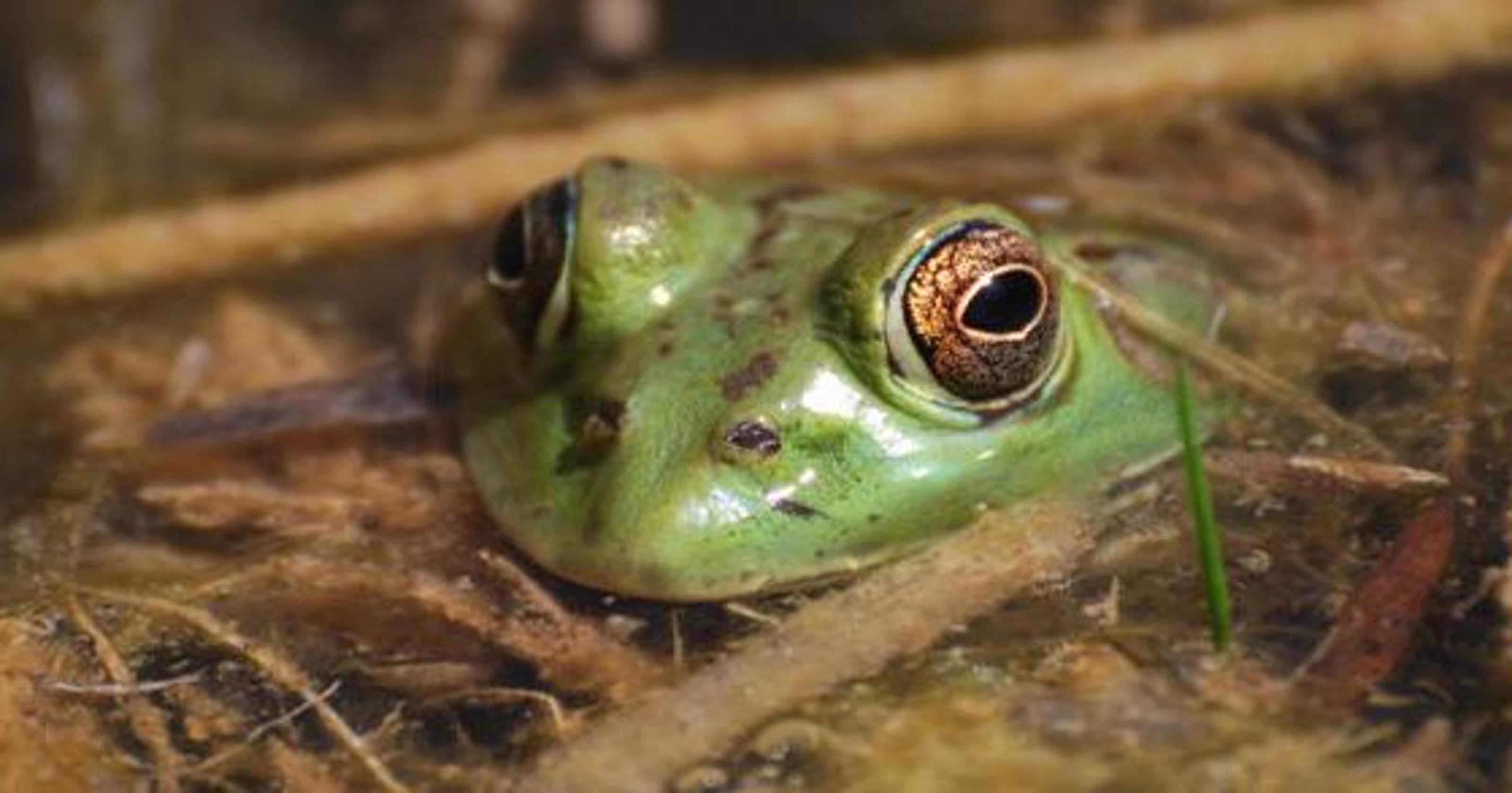 march-of-the-frogs