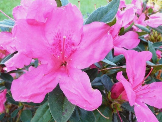 Fall-blooming azaleas include Robin Hill, Encore