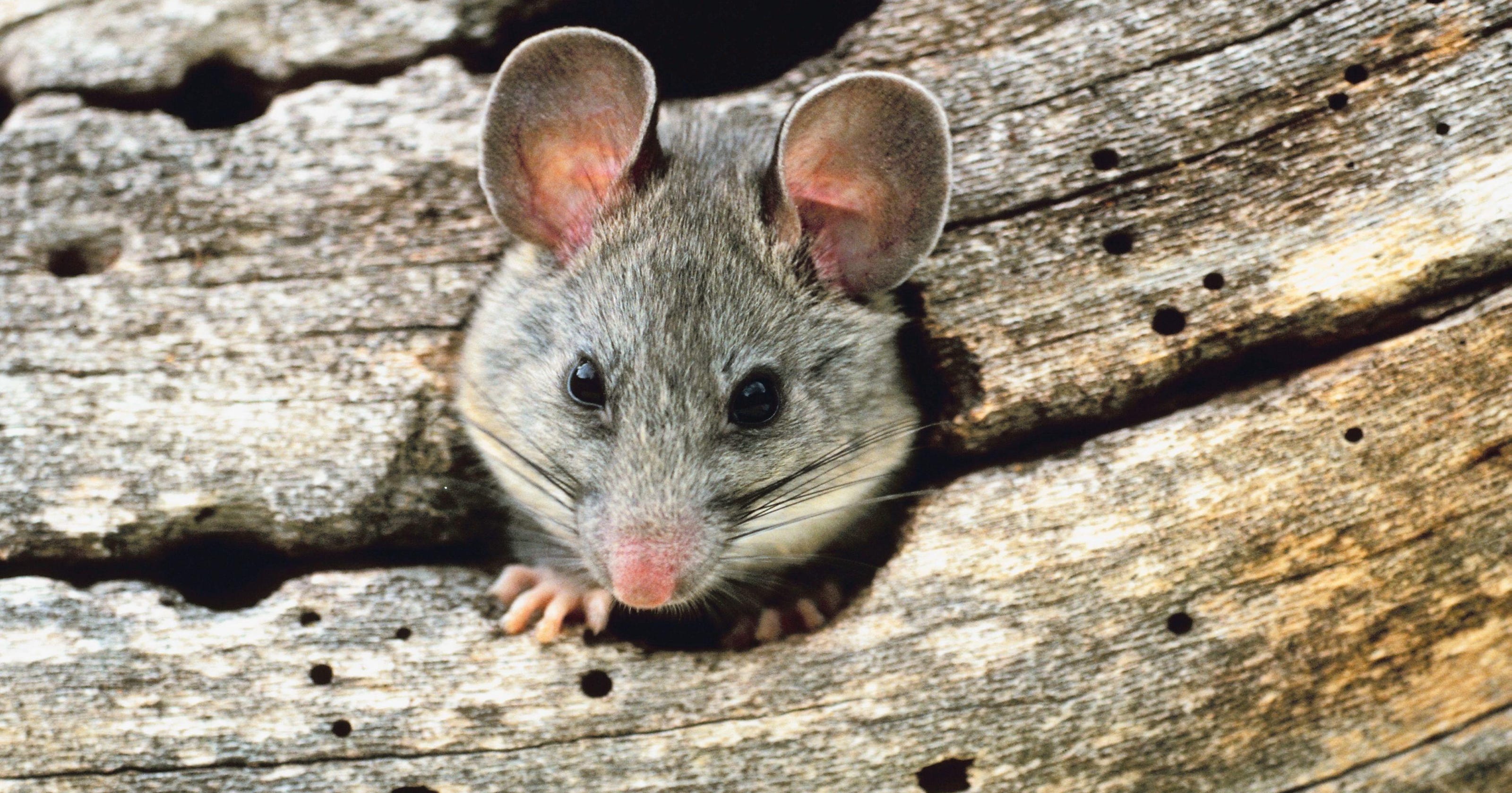 Woodrat Manual