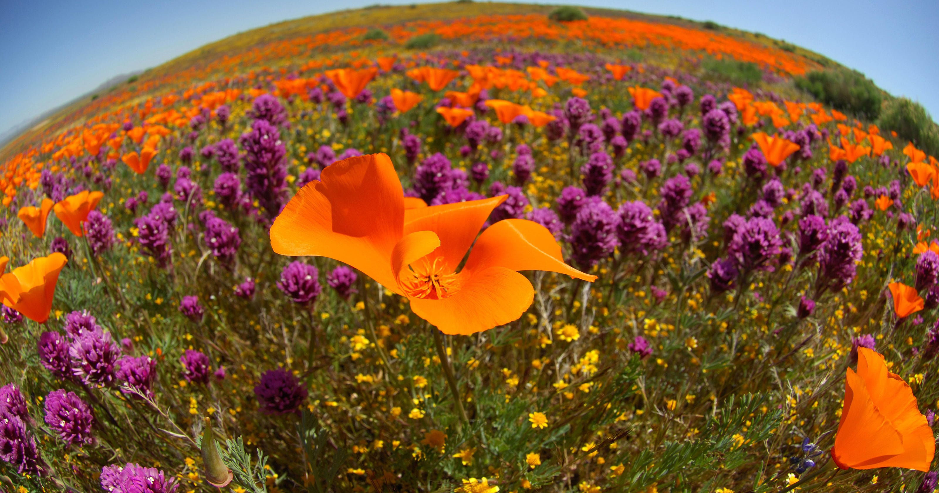 Photos California poppies blooming; where to see them during super bloom