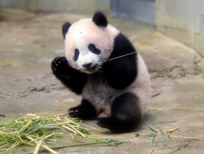 Adorable baby panda makes debut at Tokyo zoo