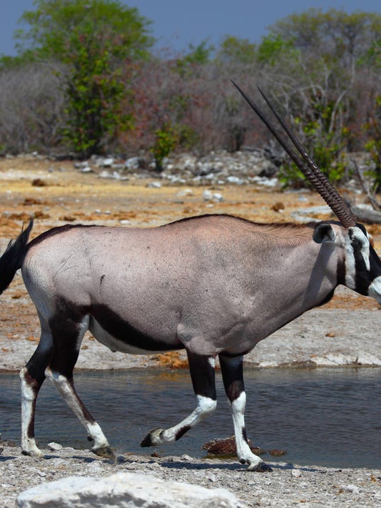 Gene oryx ню фото