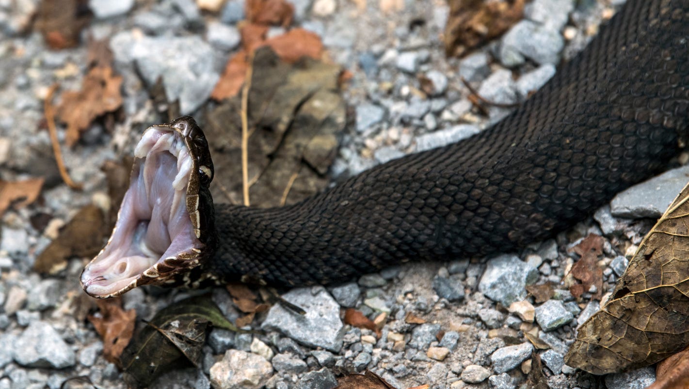 No cars, lots of slithering snakes on Illinois' "Snake Road"