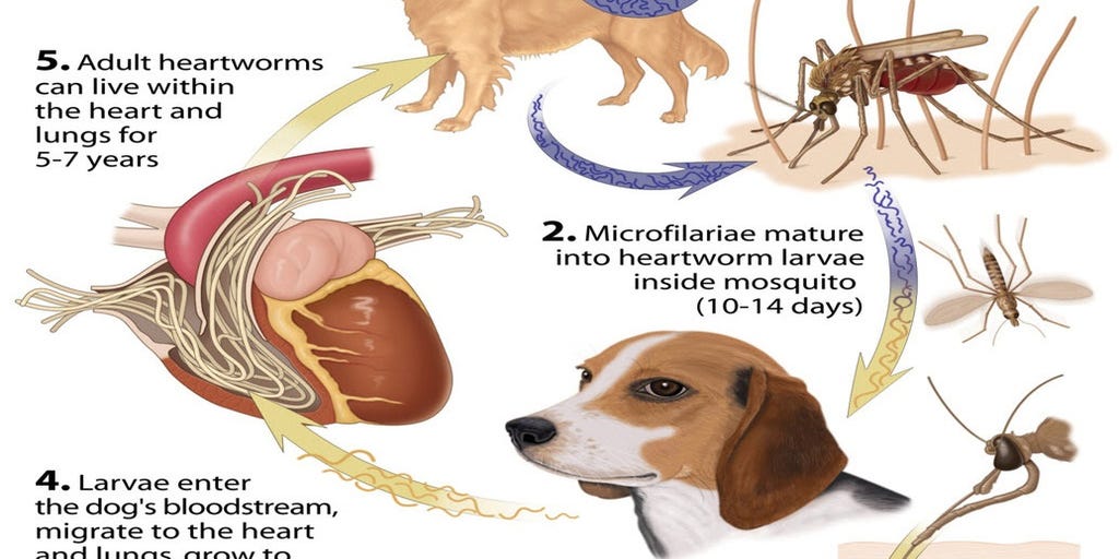 can dogs get heartworms from mosquitoes