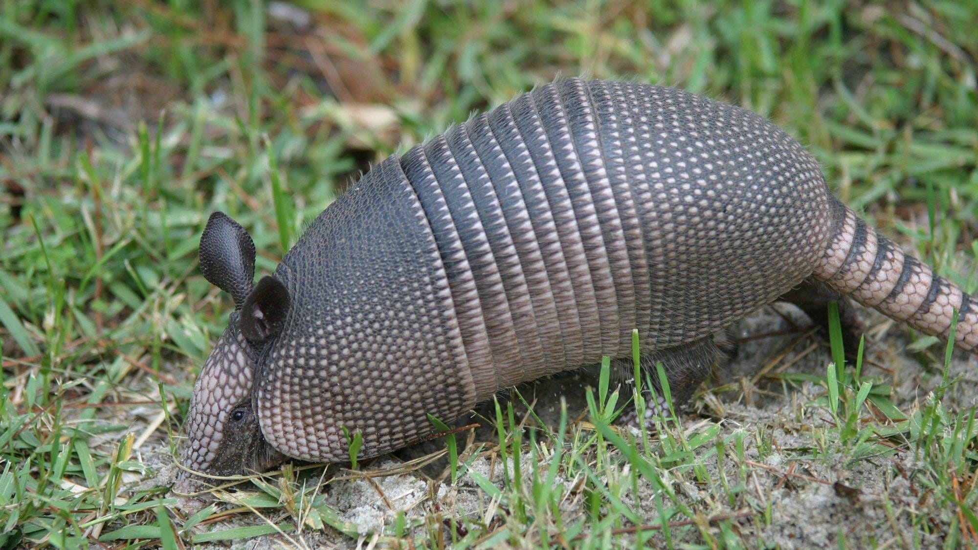 Winsten Facts About The Armadillo Leprosy Connection   B9318191865Z.1 20150724193026 000 G1ABE86I5.1 0 