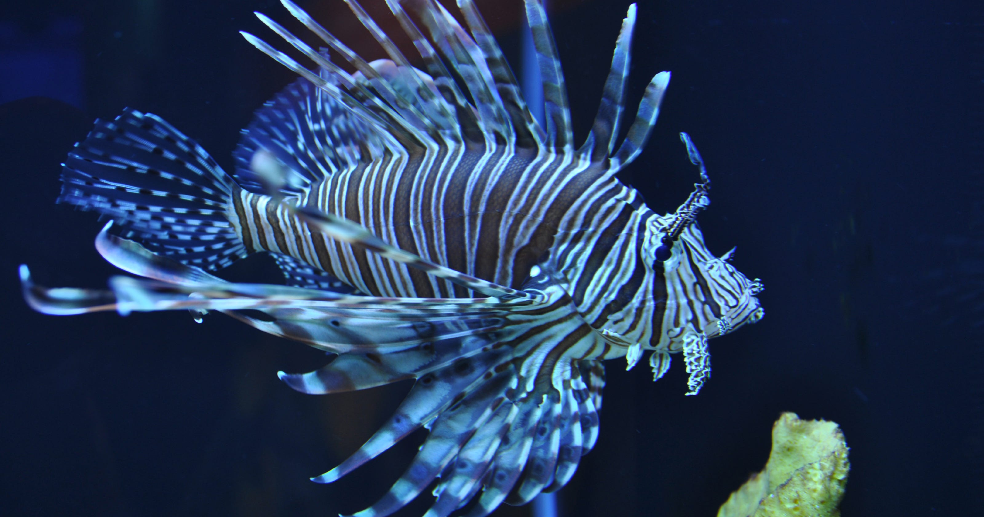 Lionfish: beautiful creature has ugly impact