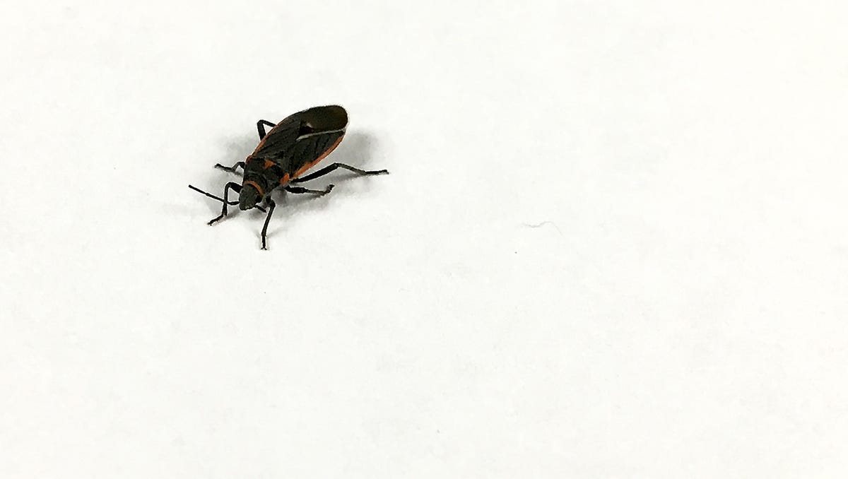 What these black-and-red bugs?
