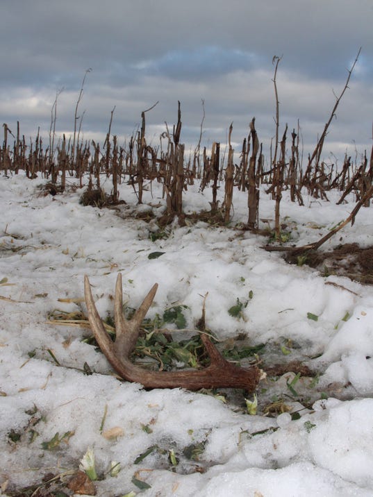 awesome-buck-shedding-velvet